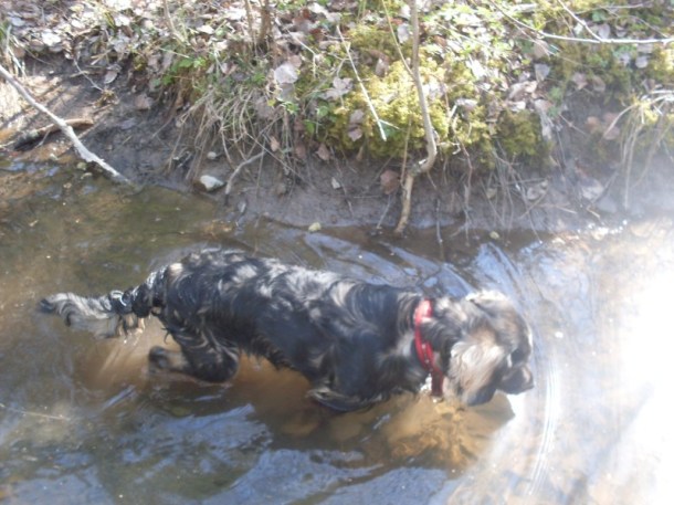 hundarna våren 2009 012.JPG