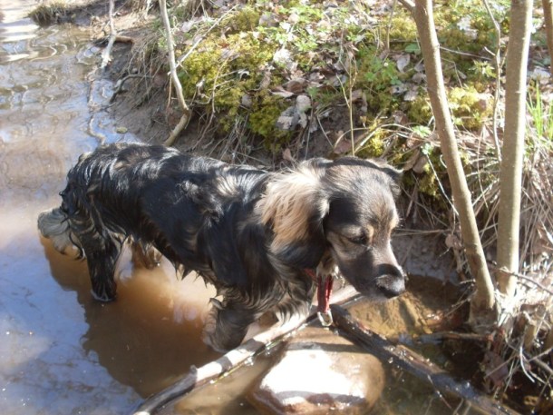 hundarna våren 2009 014.JPG