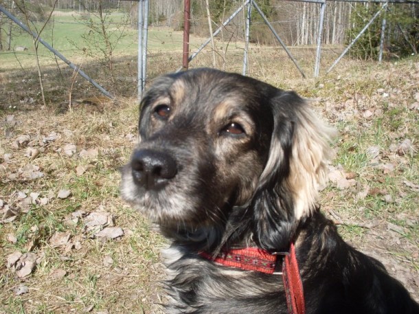 hundarna våren 2009 016.JPG