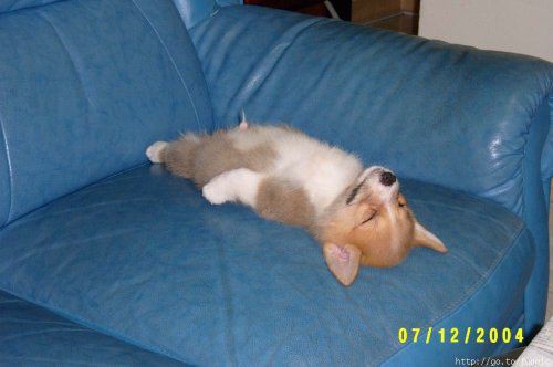 sovande hund.jpg sovande hund.jpg