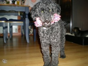 Milton med ben i munnen