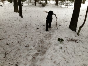 2013-03-02 hundarna 001