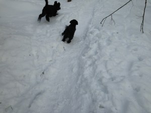 februari 2013 hundarna 019