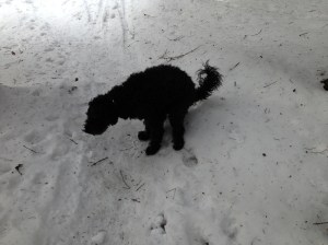 februari 2013 hundarna 026