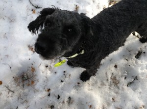 Fiona nyklippt och utebilder hundar mars 2013 010