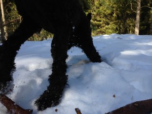 Fiona nyklippt och utebilder hundar mars 2013 028