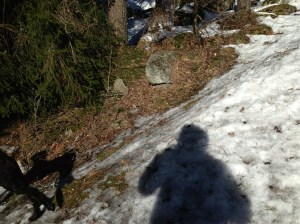 Fiona nyklippt och utebilder hundar mars 2013 030