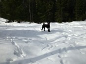 Fiona nyklippt och utebilder hundar mars 2013 035