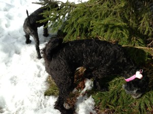 Fiona nyklippt och utebilder hundar mars 2013 042