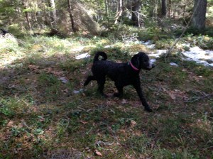 En vårdag 130420 017