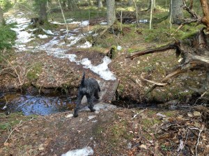 En vårdag 130420 026