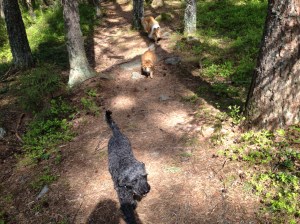 2013-05-17 promenad med Gösta2 001