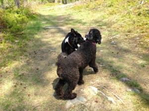 2013-05-17 promenad med Gösta2 033