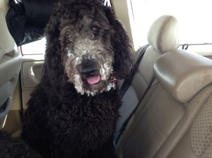 lite av varje mars 2013 010