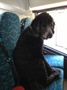 Åka buss med hundar 130617 058