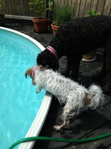 12 juli 2013 Hectors Hus 040