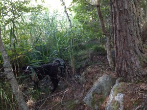 Vilse 2013-08-21 048