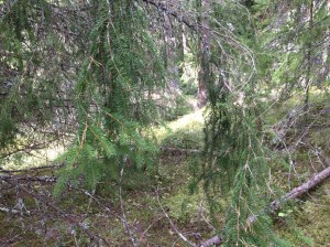 Vilse 2013-08-21 054