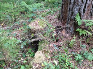 Vilse 2013-08-21 068