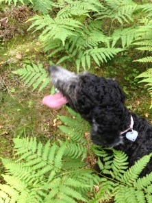 Vilse 2013-08-21 084