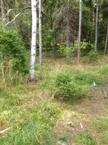 Vilse i skogen 2013-08-10 003