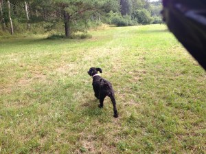 Vilse i skogen 2013-08-10 009