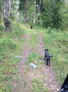 Vilse i skogen 2013-08-10 018