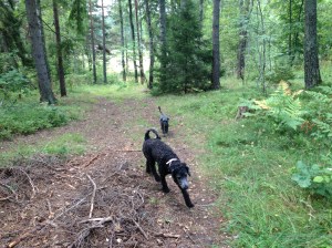 Vilse i skogen 2013-08-10 022