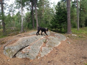 Vilse i skogen 2013-08-10 032