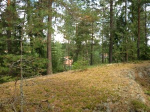 Vilse i skogen 2013-08-10 038