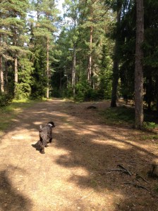 Vilse i skogen 2013-08-10 050