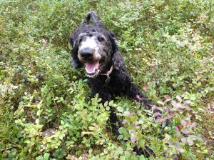 Vilse i skogen 2013-08-10 063