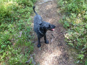 Vilse i skogen 2013-08-10 064