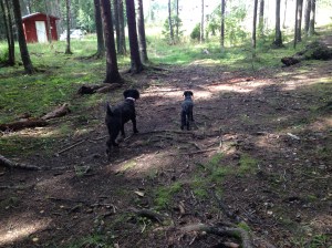 Vilse i skogen 2013-08-10 095