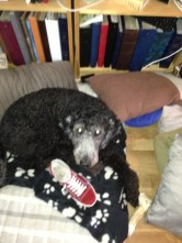 augusti 2013 hundar 004