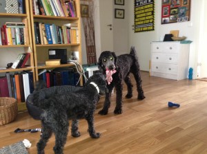 Dragkamp mellan Fiona och Milton sept - 13 001