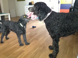 Dragkamp mellan Fiona och Milton sept - 13 013