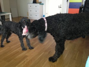 Dragkamp mellan Fiona och Milton sept - 13 015