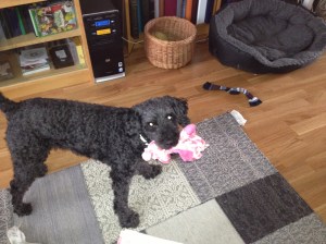 Dragkamp mellan Fiona och Milton sept - 13 017