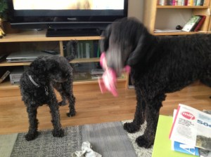 Dragkamp mellan Fiona och Milton sept - 13 038