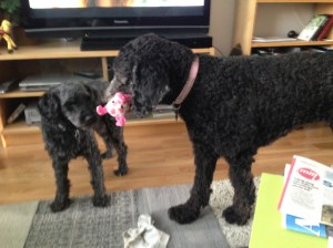 Dragkamp mellan Fiona och Milton sept - 13 039