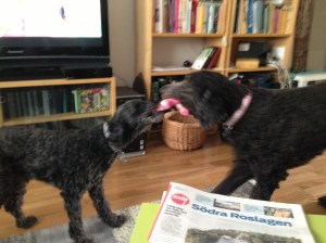 Dragkamp mellan Fiona och Milton sept - 13 041