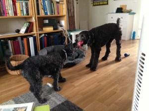 Dragkamp mellan Fiona och Milton sept - 13 045