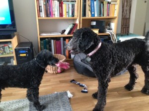 Dragkamp mellan Fiona och Milton sept - 13 048