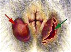 analsäcksinflammation