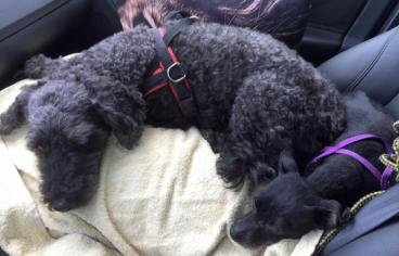 Cecilia och Milton i bilen