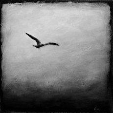 fågel i fjärran.jpg