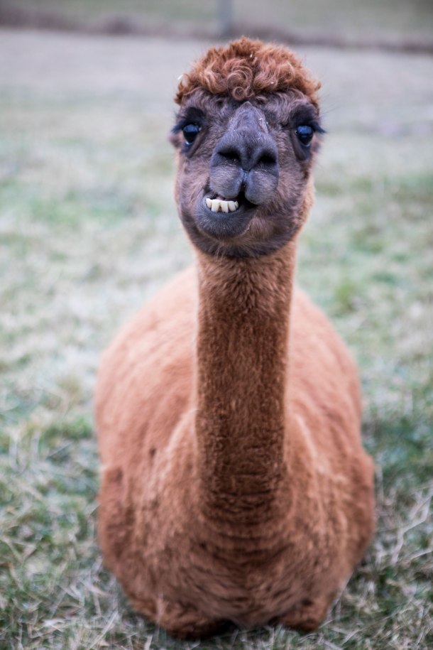 alpacka 1