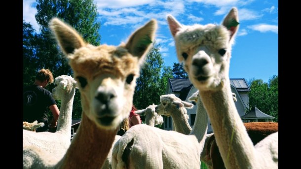 alpacka 4