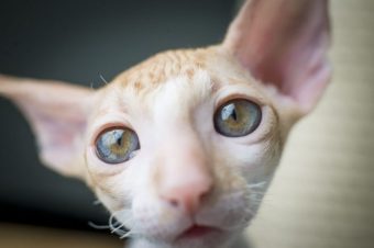 cornish rex Theodore